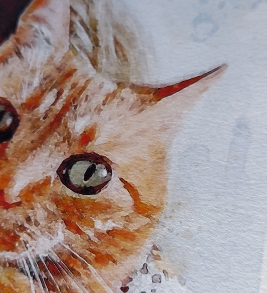cat portraits in Bedfordshire, Cambridgeshire, Hertfordshire, Northamptonshire, London
